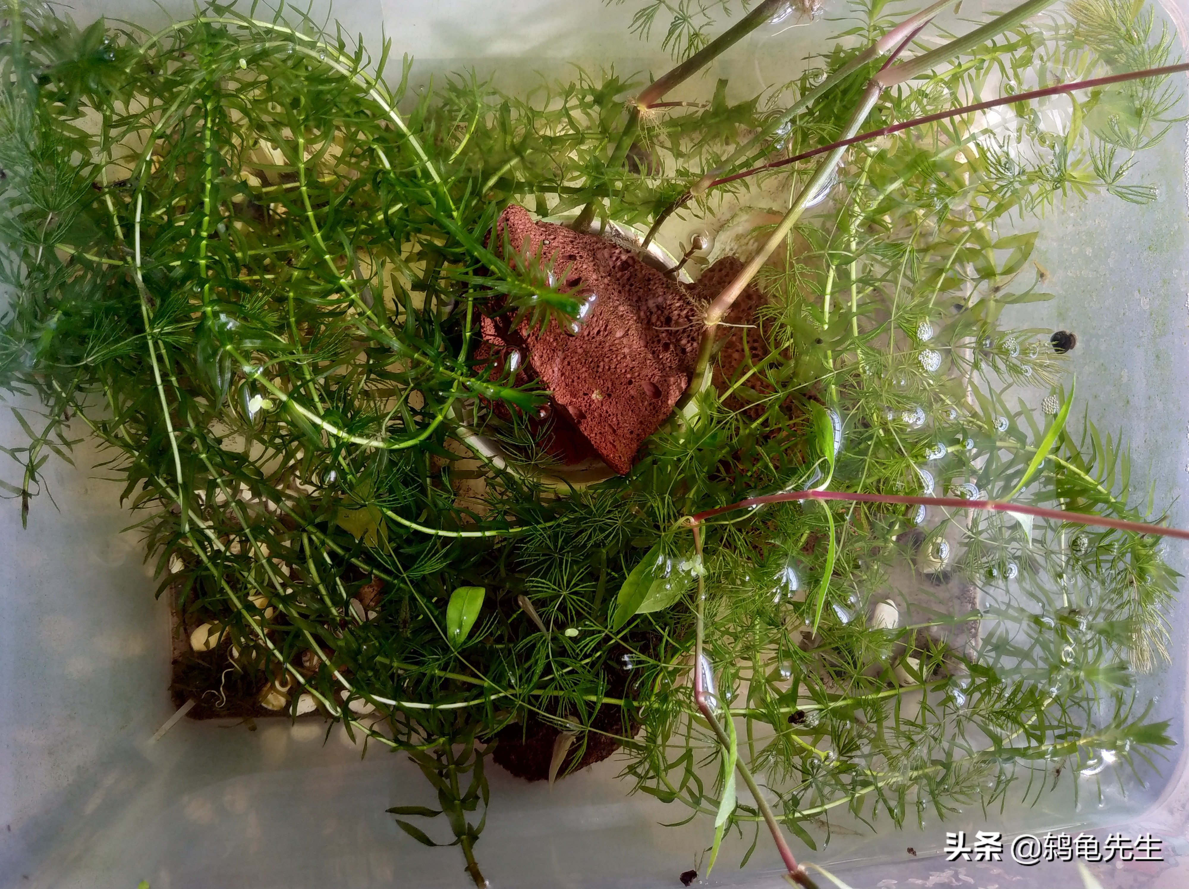 养水先养草,鱼缸里养水草好处多多,小鱼儿告诉您应该如何养水草