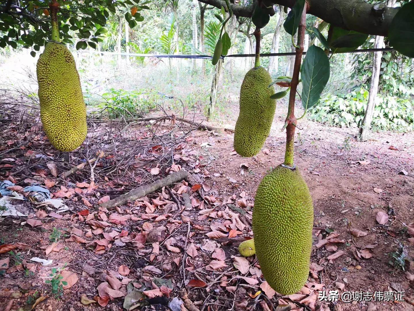 海南菠萝蜜旅游攻略,海南旅游菠萝蜜免费吃