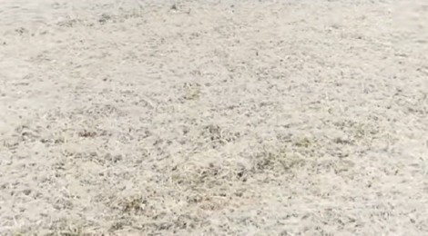 鸡毛可以回收吗,废品回收鸡毛