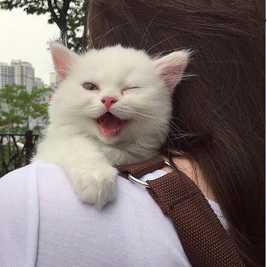 猫咪流口水口臭精神食欲都不好,猫咪拉肚子但是精神好有食欲