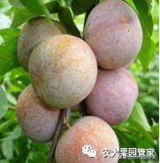 种植新品种果树苗一手货源,各种新品种果树苗木一手货源