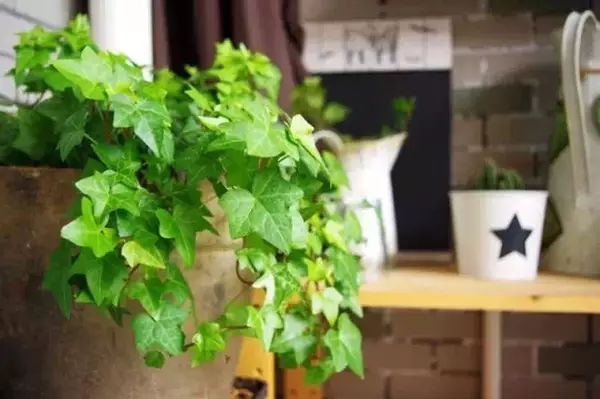 吸甲醛吸苯植物十大排行榜,什么绿色植物吸甲醛和苯