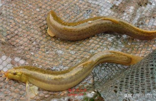 藕蛙共生养殖技术,莲藕青蛙泥鳅立体养殖技术