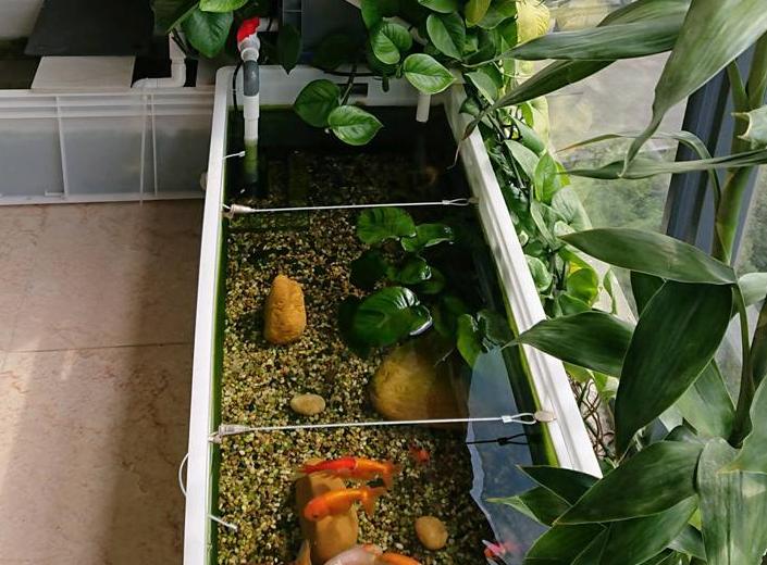 浴缸里种了一颗绿萝水质变好了,鱼缸上面养殖绿萝风水