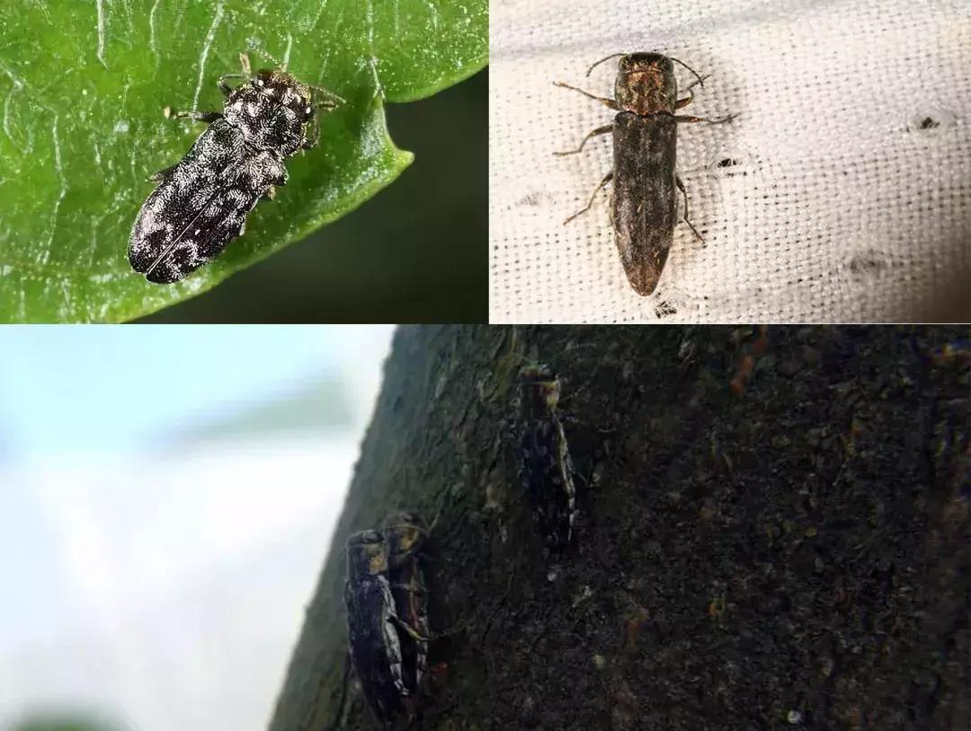 柑橘树的土壤里的虫用什么药,柑橘生长过程中主要有哪些病虫害