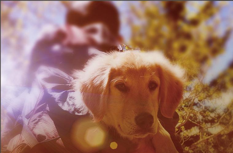 中型狗粮怎么选购好的品牌,双12怎么买狗粮便宜