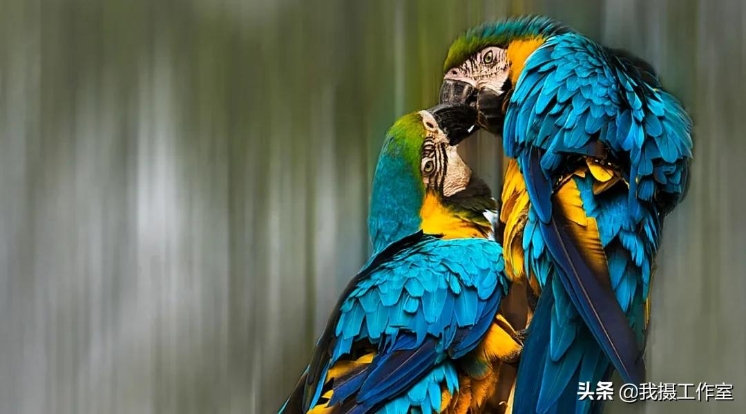 第16届国际摄影艺术展获奖作品,第29届全国摄影艺术展览作品集