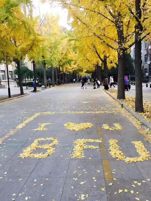 北京高校解读,北京林业大学高校计划