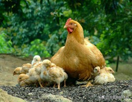 粤语关于鸡的俗语歇后语,与鸡有关的广东俚语