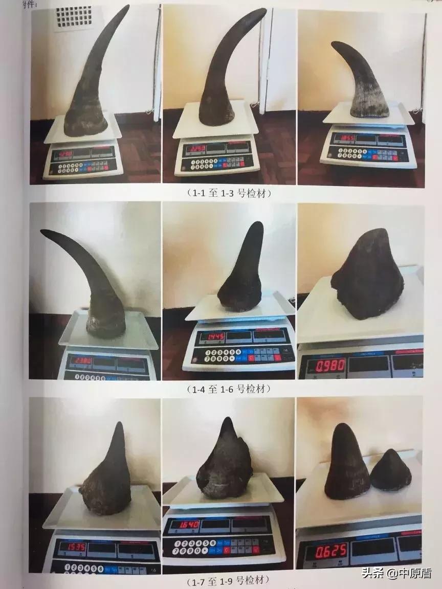 京城“辛氏家族”象牙黑帝国覆灭记！