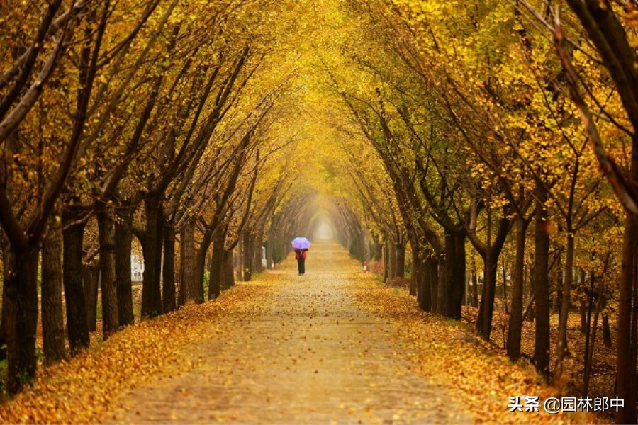 银杏树死亡移植,银杏为什么扦插不易成活