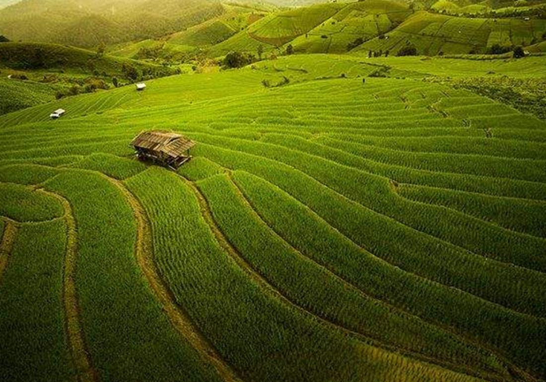 水稻淹水的正确方法,水稻泡田的作用