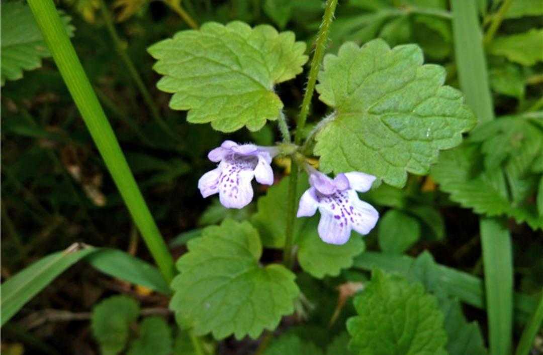 活血丹功效主治,活血丹野草图片