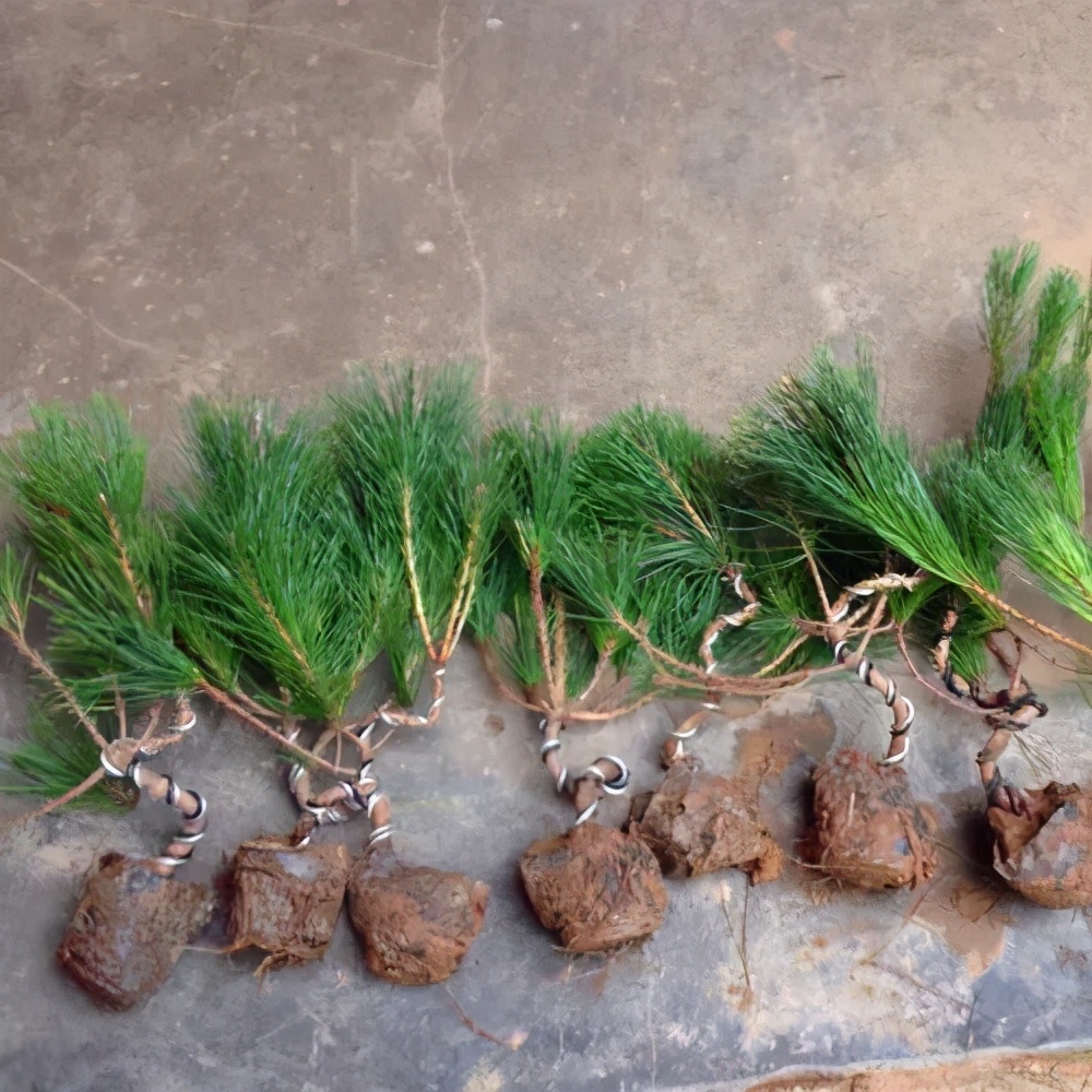 浙江小苗黑松盆景造型设计 (黑松丛林多杆盆景造型)