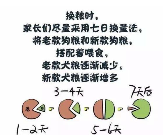 雪纳瑞不吃不喝状态很好,雪纳瑞不吃狗粮是怎么回事