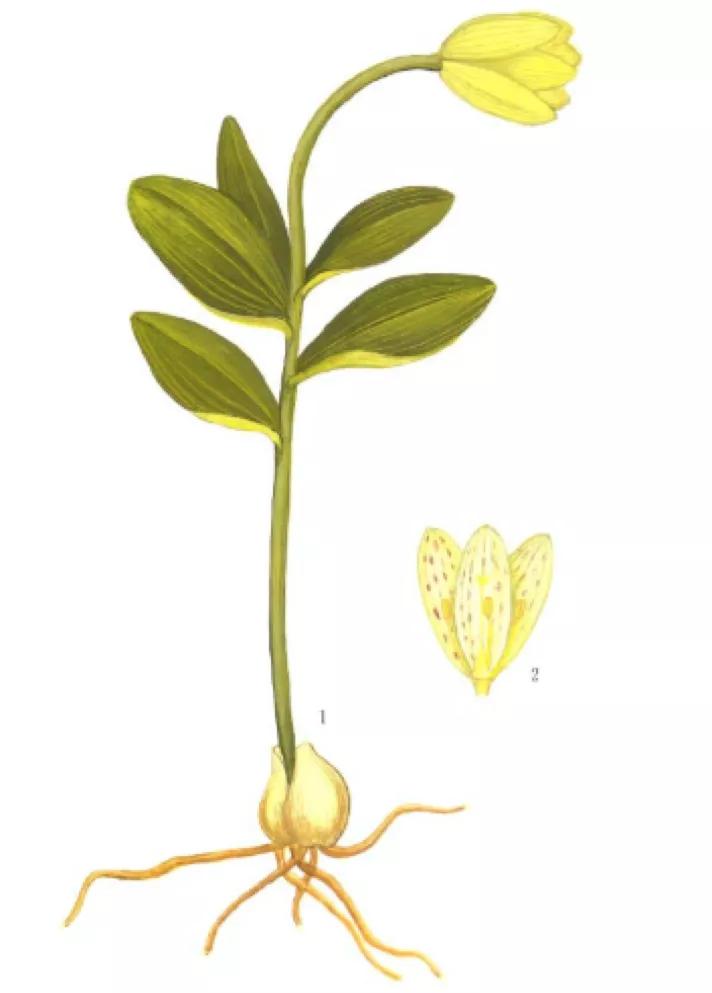 半夏和川贝哪个止咳效果好,半夏川贝熬水服用功效