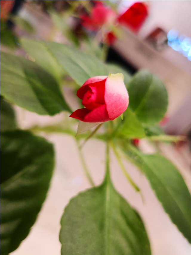 西宁之夏丨遇见美丽的凤仙花