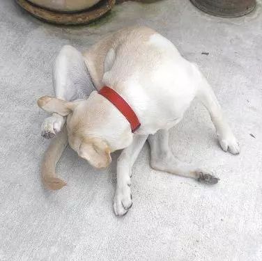 狗子绝育后的绝望,狗子绝育是不是就安稳了