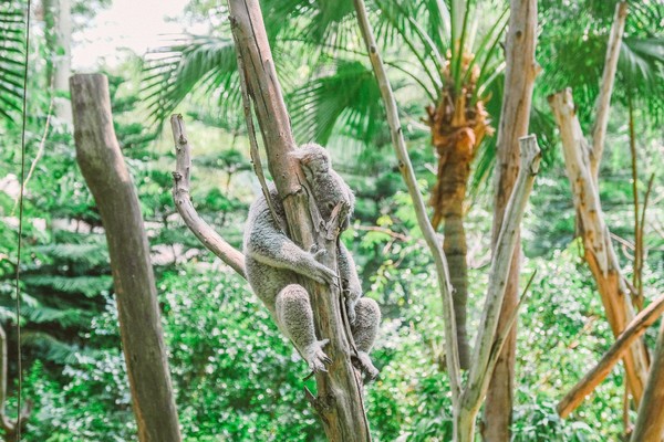 广州长隆旅游攻略自由行详细,广州长隆五一节3天2夜亲子游攻略