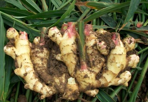 生姜新品种及种植技术有哪些,生姜种植技术生姜采收保存技术