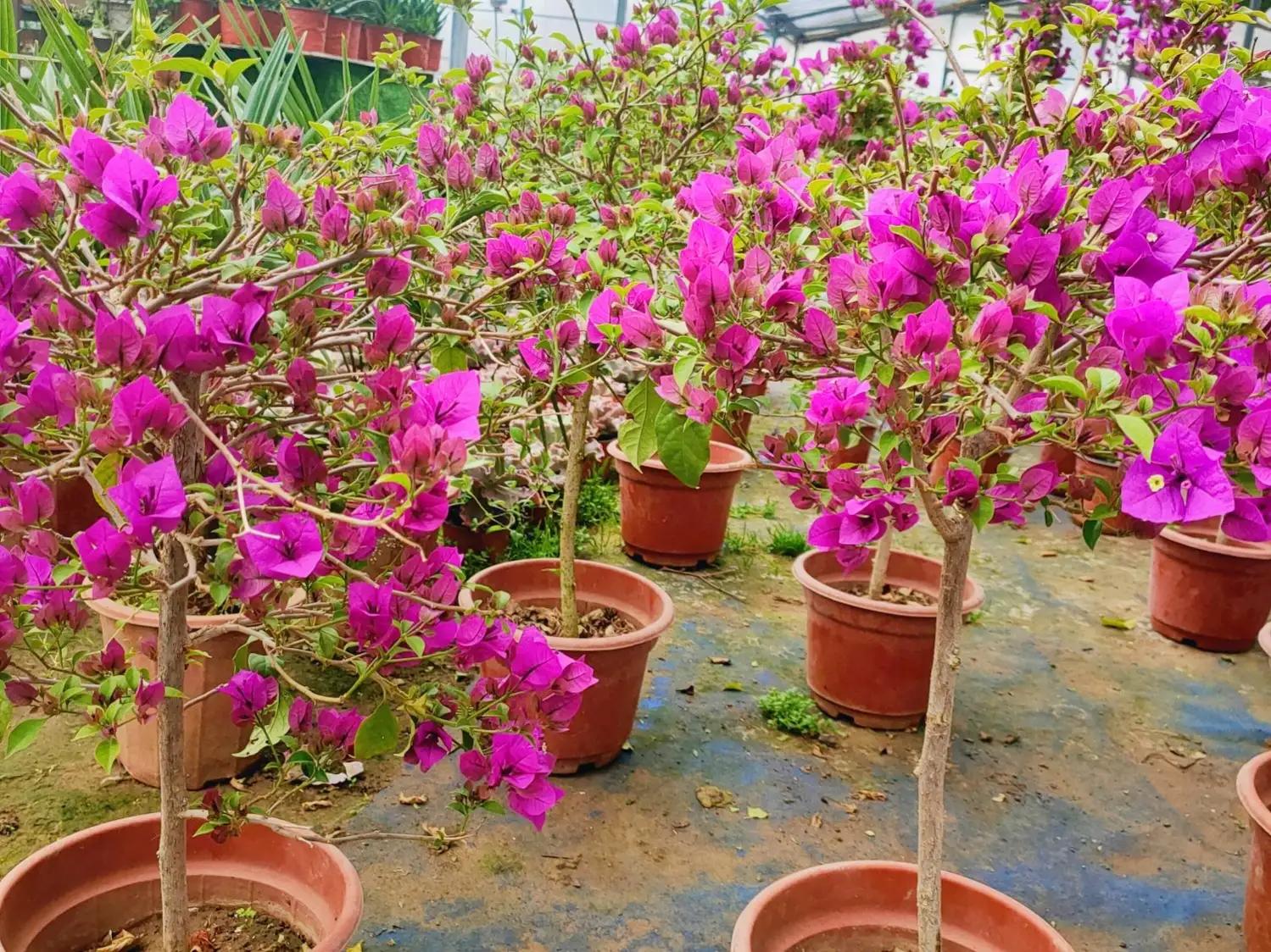 网购的花卉要如何处理呢,网购花卉的详细步骤