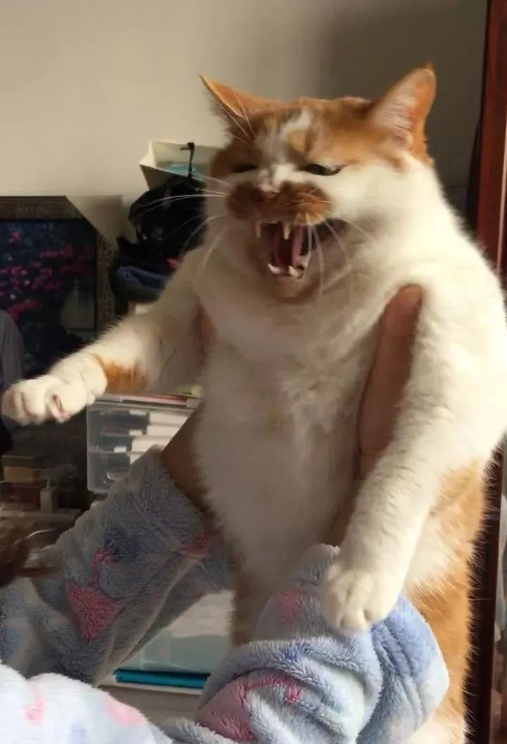 铲屎官请自重图,铲屎官请自重