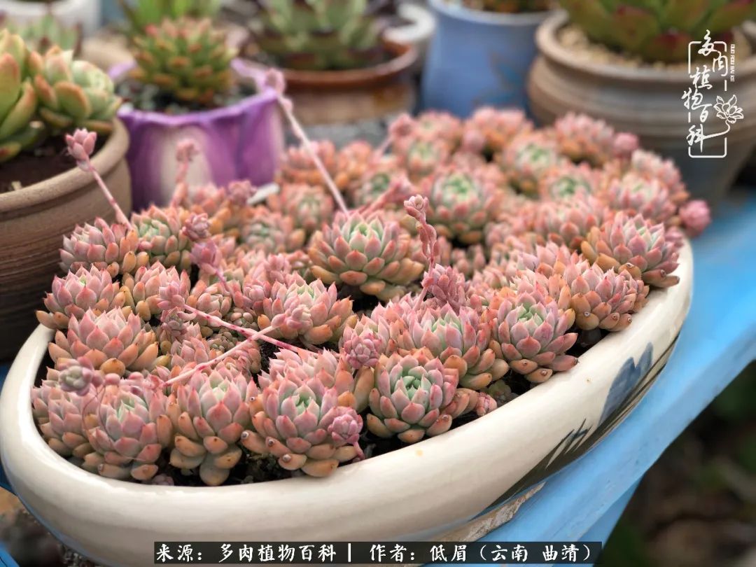 多肉怎么养度夏,多肉怎么养之度夏篇