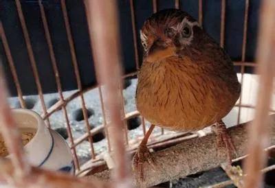 养鸟血螨危害及处理方法,鸟的血螨怎么杀