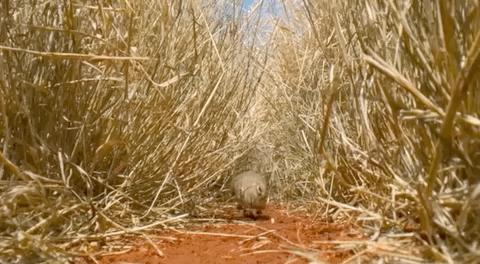 豆瓣9.6！娃刷到停不下来，还能看出人生大道理