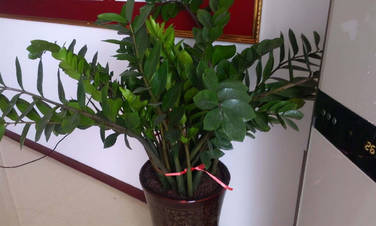 家中养什么花草对风水好,有钱人养什么花