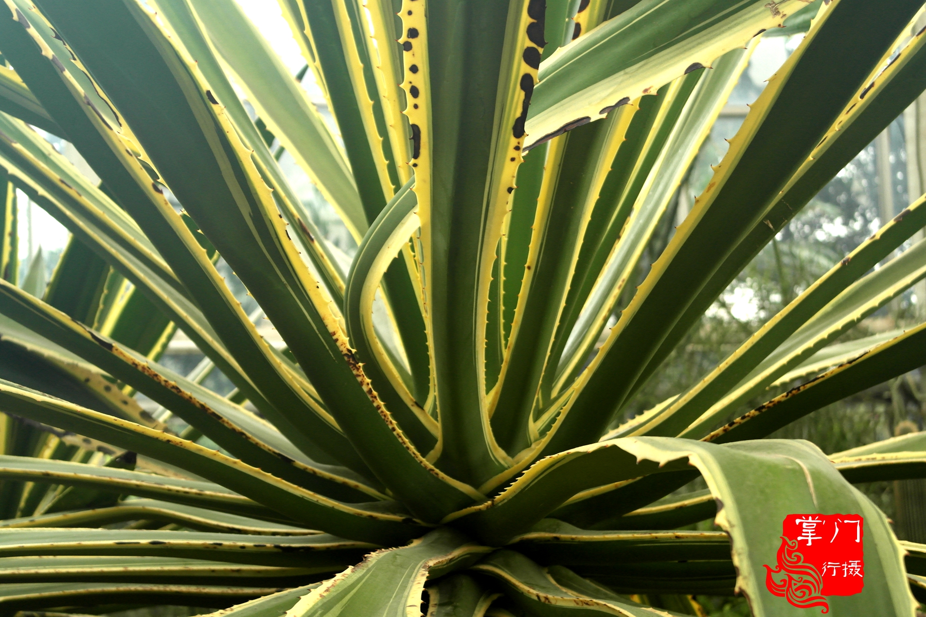 广州白云山游记一次身心愉悦之旅,广州白云山云台旅游