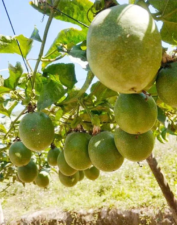 广西有哪些淘宝村,广西五个淘宝村