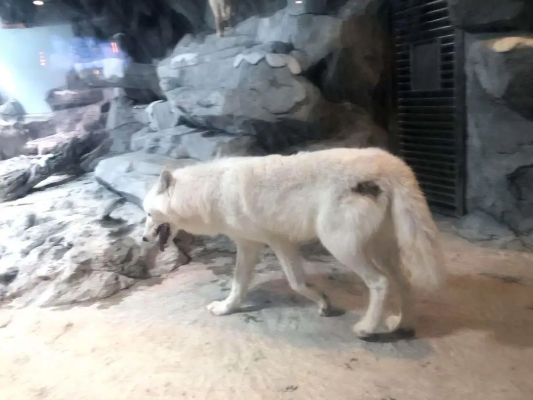 这样的动物园，大家都不要去