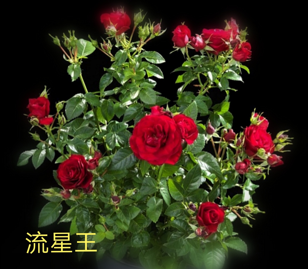 阳台系列月季品种大全,微型月季藤本月季