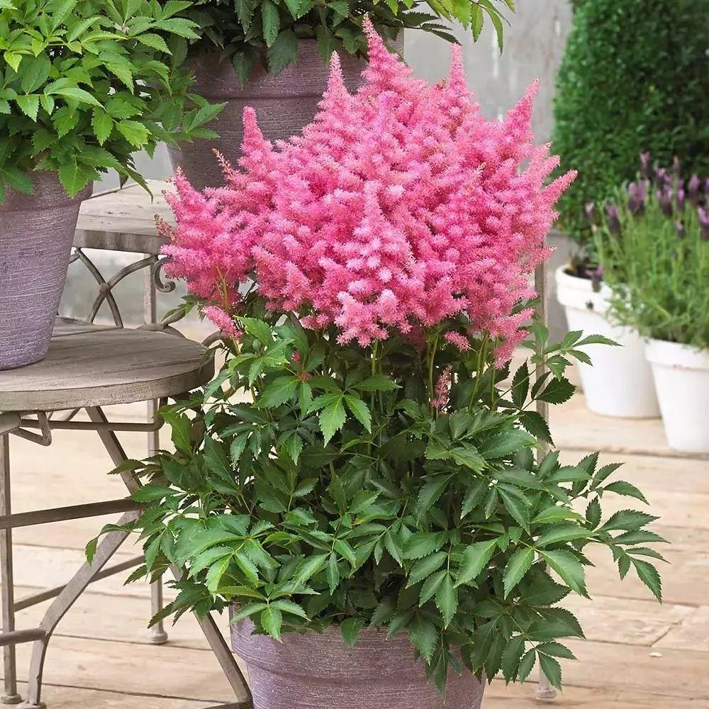 落新妇种球什么时候种,落新妇块根怎么种