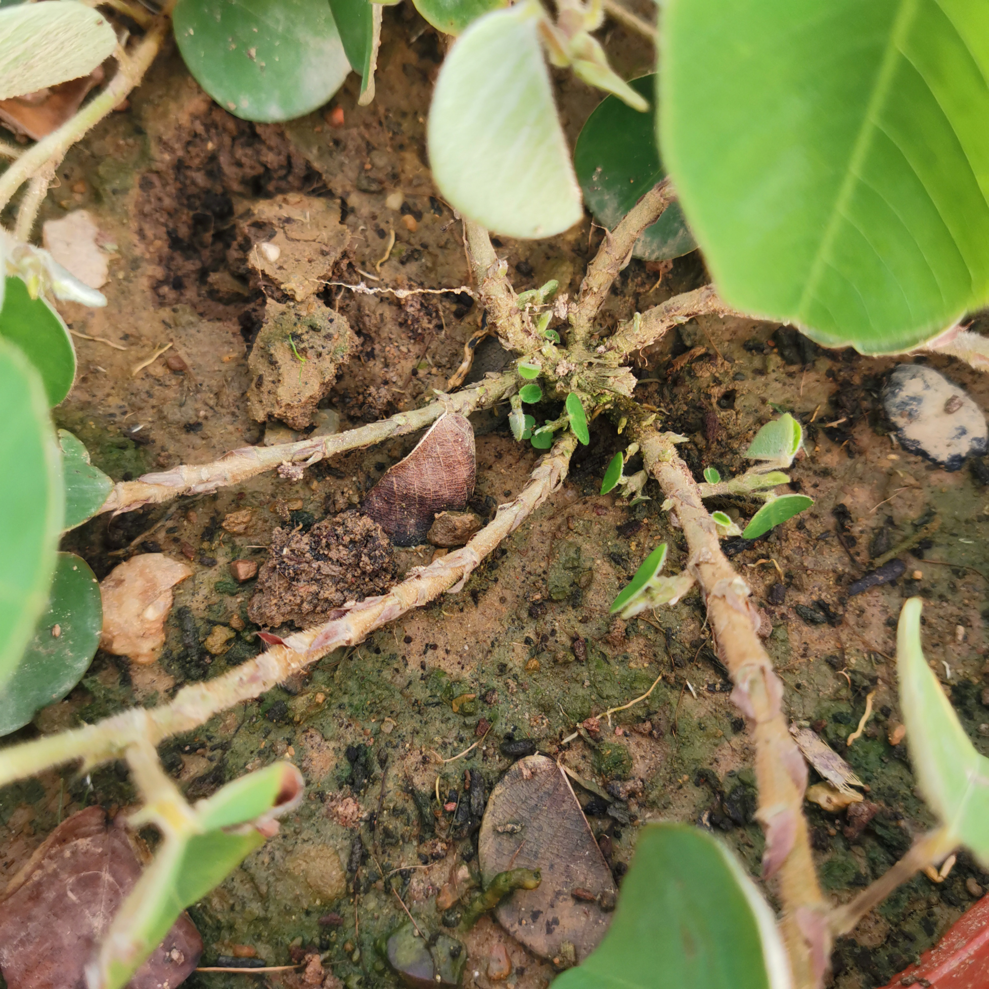 金钱草盆栽能吃吗,金钱草有净化空气的作用吗