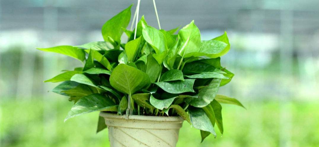 供暖有臭味怎么处理,供暖过程中家里总是有一股怪味