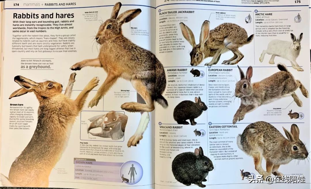 dk知识大百科全套,dk知识大百科书金银版