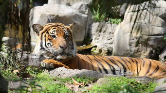 猪几乎没有感染新冠病毒的几率？怎么回事？兽医博士来解读