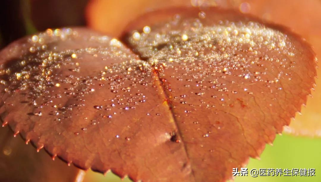 寒露食白色食物健脾固肾,寒露养胃的食物