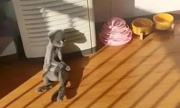 主人以为蓝猫太胖,主人嫌弃猫太胖决定把它丢掉