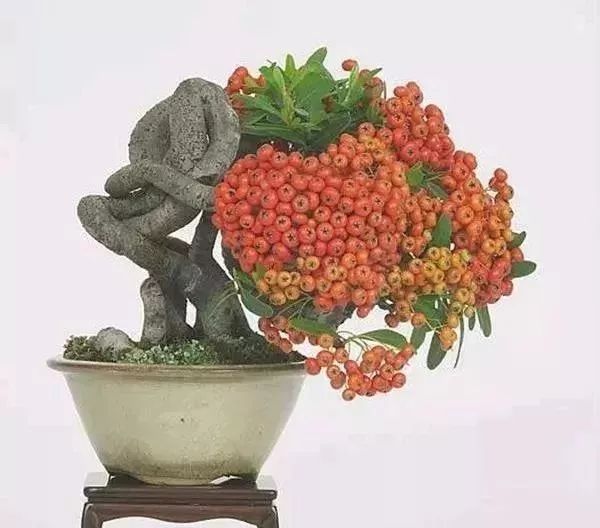 古朴自然盆景欣赏,造型极美的盆景一起来欣赏