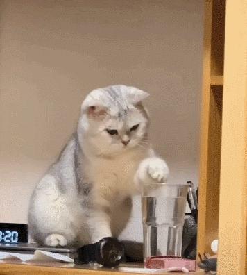 猫咪没坏心眼视频,猫咪没有坏心思在线阅读