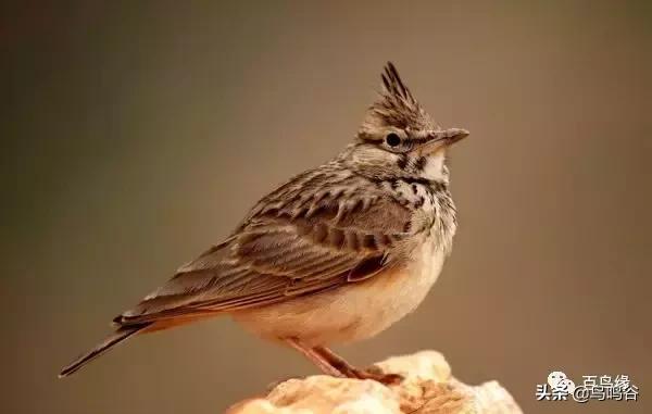 百灵鸟的日常管理,百灵鸟与其它鸟的区别