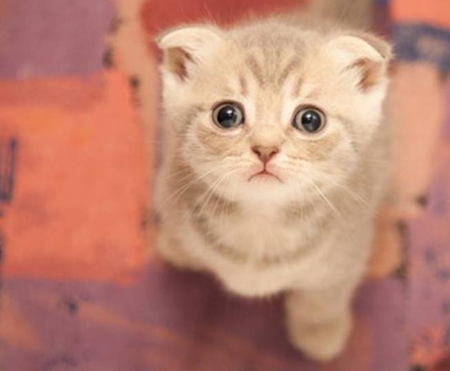 刚到家的小猫咪挠东西怎么办啊,新到家猫咪抓挠床怎么办