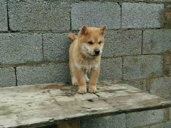 最常见的土狗有哪些,哪种品种土狗比较小又要好看