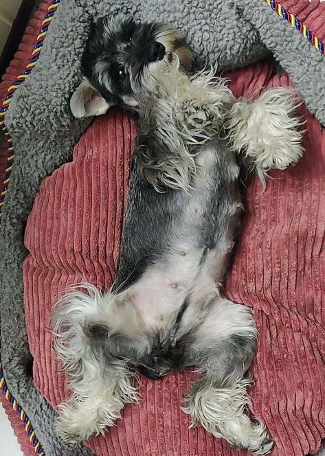 小狗是随时都可以怀孕吗,有狗狗后怀孕了注意什么