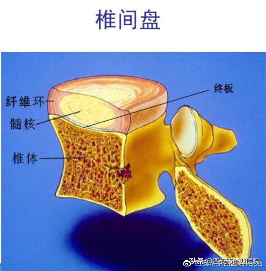 椎间盘突出压迫神经怎么治,为什么会有椎间盘突出