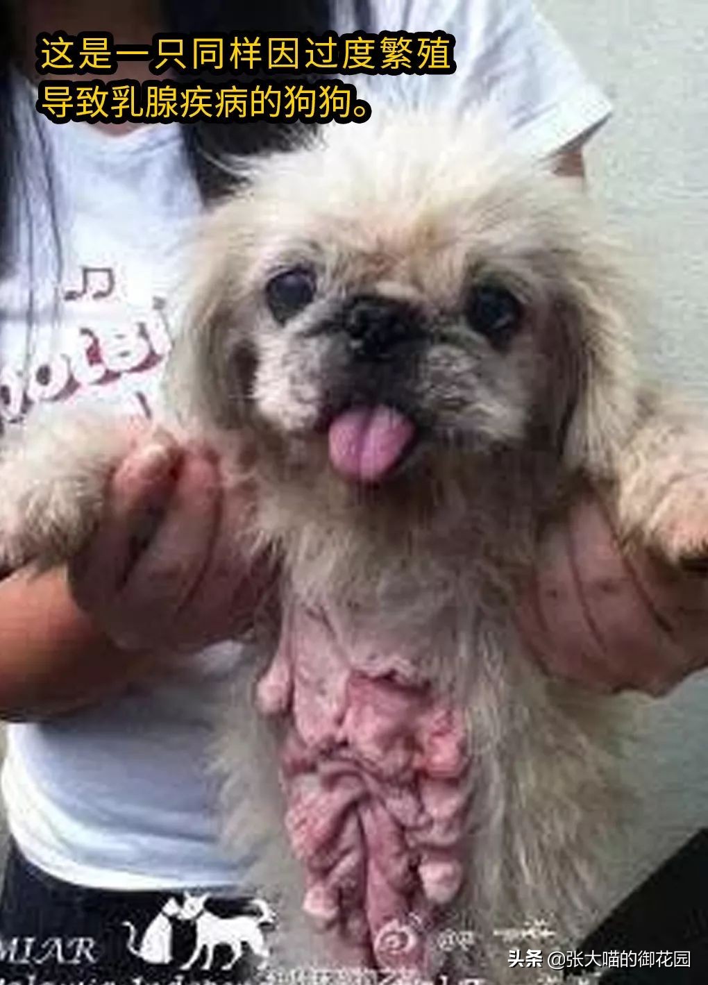 猫咪生过小猫还要绝育吗,为什么不建议猫生一窝再绝育