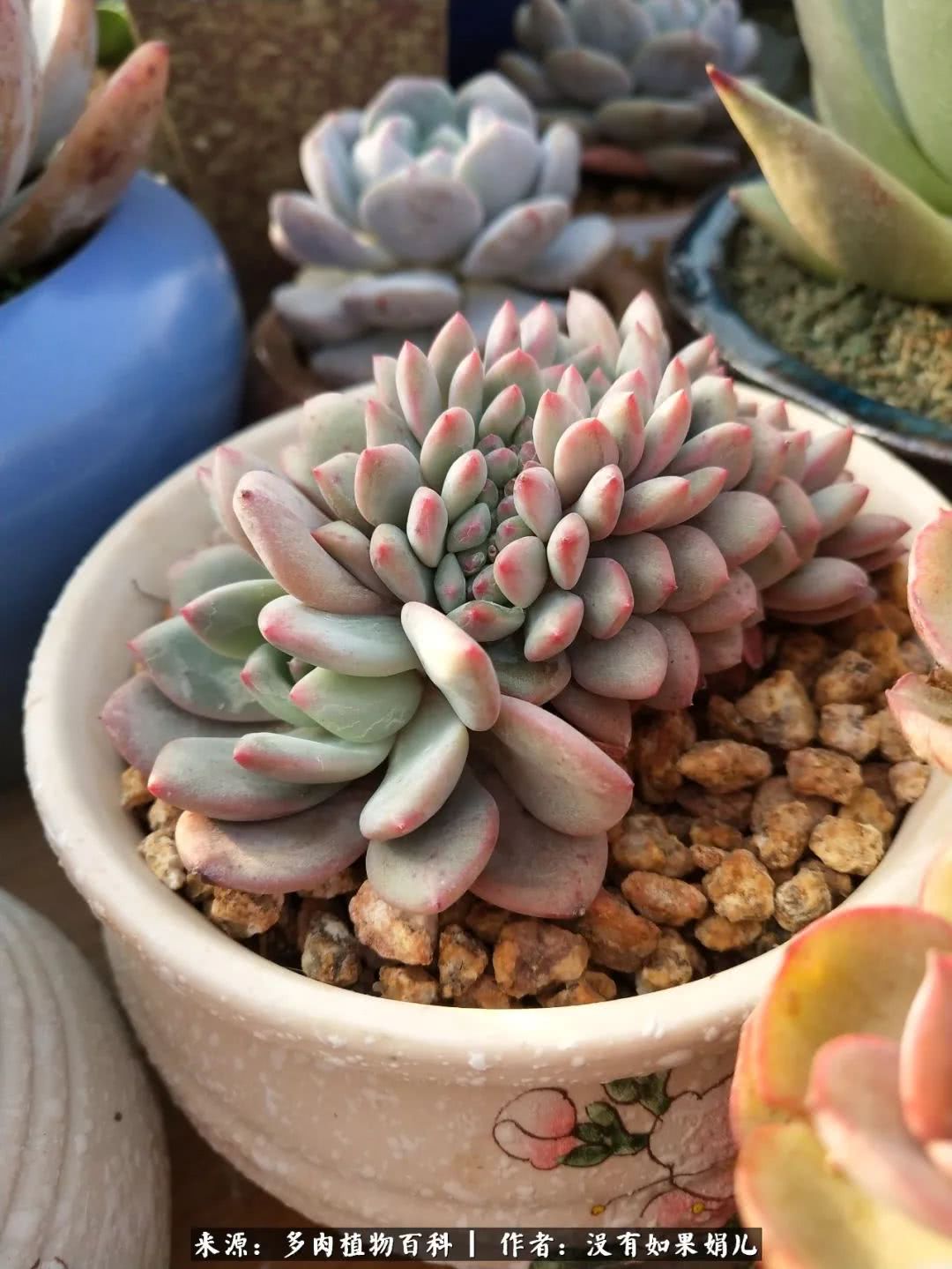 明人不说暗话，我为多肉而来！